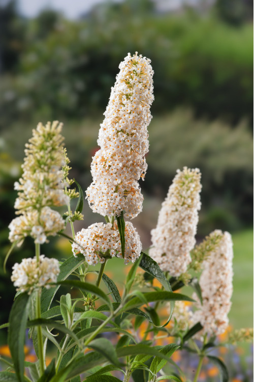 Budleja Dawida 'White Profusion' | Buddleja dawidii
