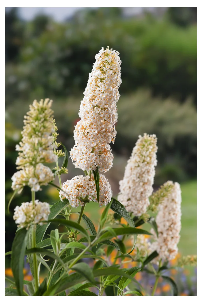 Budleja Dawida 'White Profusion' | Buddleja dawidii