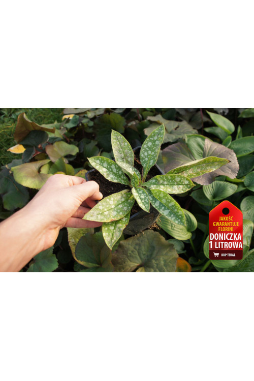 Miodunka 'Trevi Fountain' | Pulmonaria