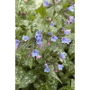 Miodunka plamista Pulmonaria officinalis
