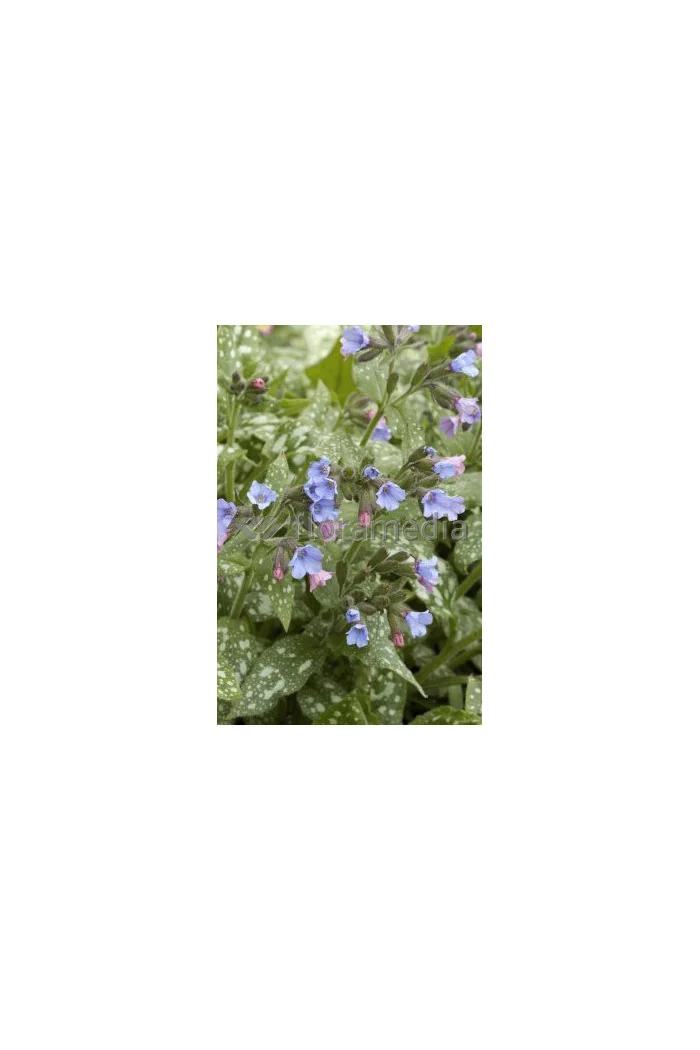 Miodunka plamista Pulmonaria officinalis