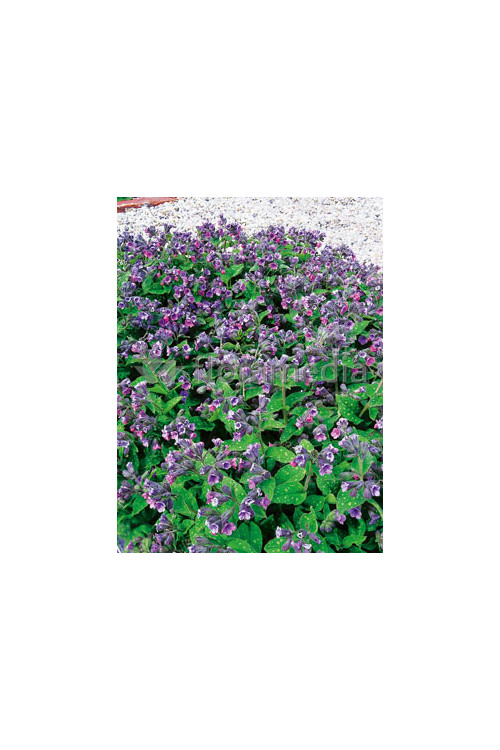 Miodunka plamista Pulmonaria officinalis