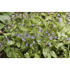 Miodunka plamista Pulmonaria officinalis