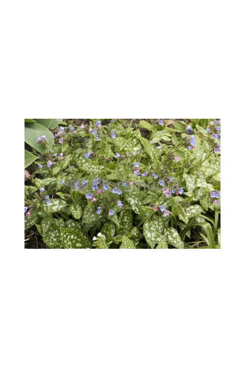 Miodunka plamista Pulmonaria officinalis