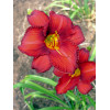 Liliowiec 'Chicago Apache' | Hemerocallis