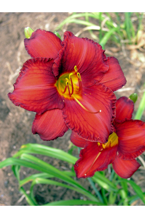 Liliowiec 'Chicago Apache' | Hemerocallis