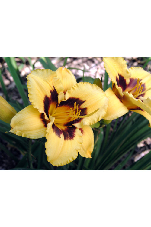 Liliowiec 'El Desperado' | Hemerocallis