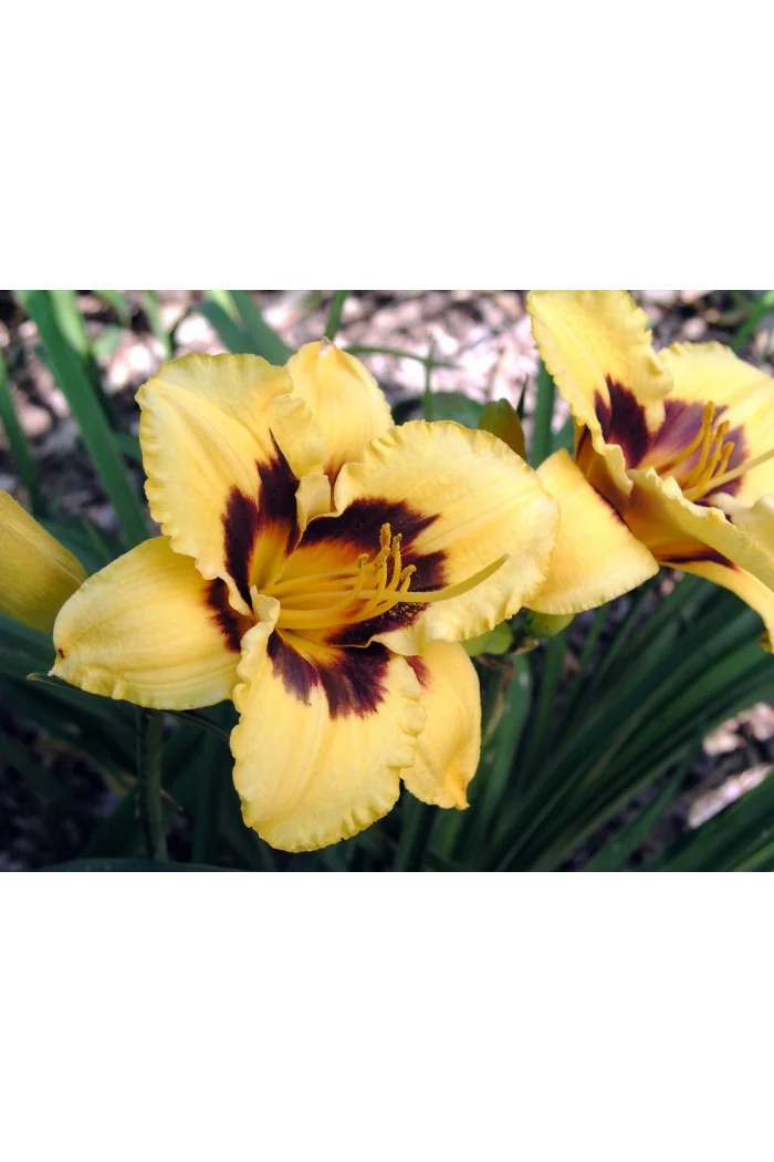 Liliowiec 'El Desperado' | Hemerocallis