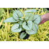 Brunnera 'Silver Heart' | Brunnera