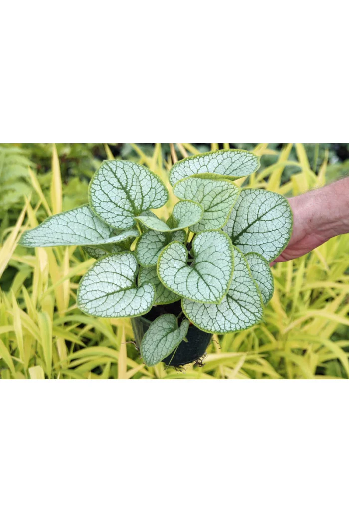 Brunnera 'Silver Heart' | Brunnera
