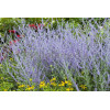 Perowskia łobodolistna 'Lacey Blue' | Perovskia atriplicifolia