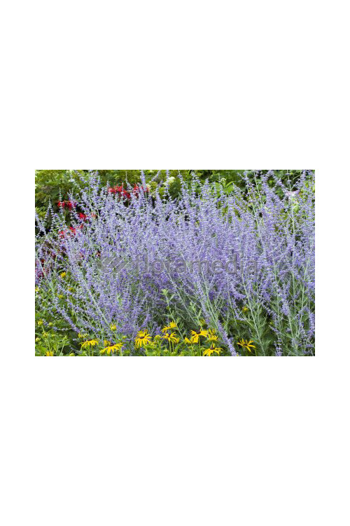 Perowskia łobodolistna 'Lacey Blue' | Perovskia atriplicifolia