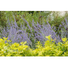 Perowskia łobodolistna 'Lacey Blue' | Perovskia atriplicifolia