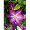 Powojnik 'Viva Polonia' | Clematis