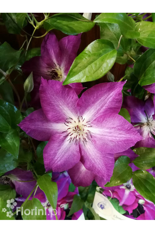 Powojnik 'Viva Polonia' | Clematis