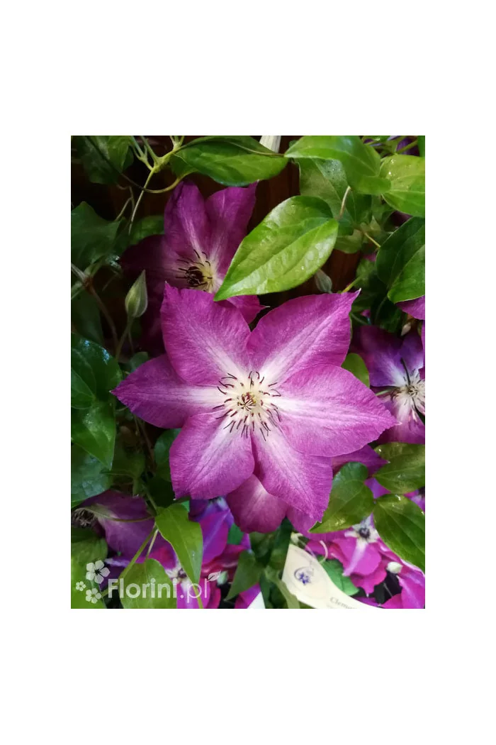Powojnik 'Viva Polonia' | Clematis
