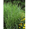 Miskant chiński 'Punktchen' | Miscanthus sinensis