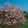 Magnolia Loebnera Leonard Messel Magnolia x loebneri - sadzonki magnolii