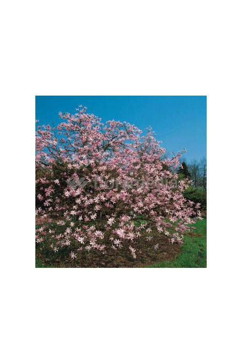 Magnolia Loebnera Leonard Messel Magnolia x loebneri - sadzonki magnolii