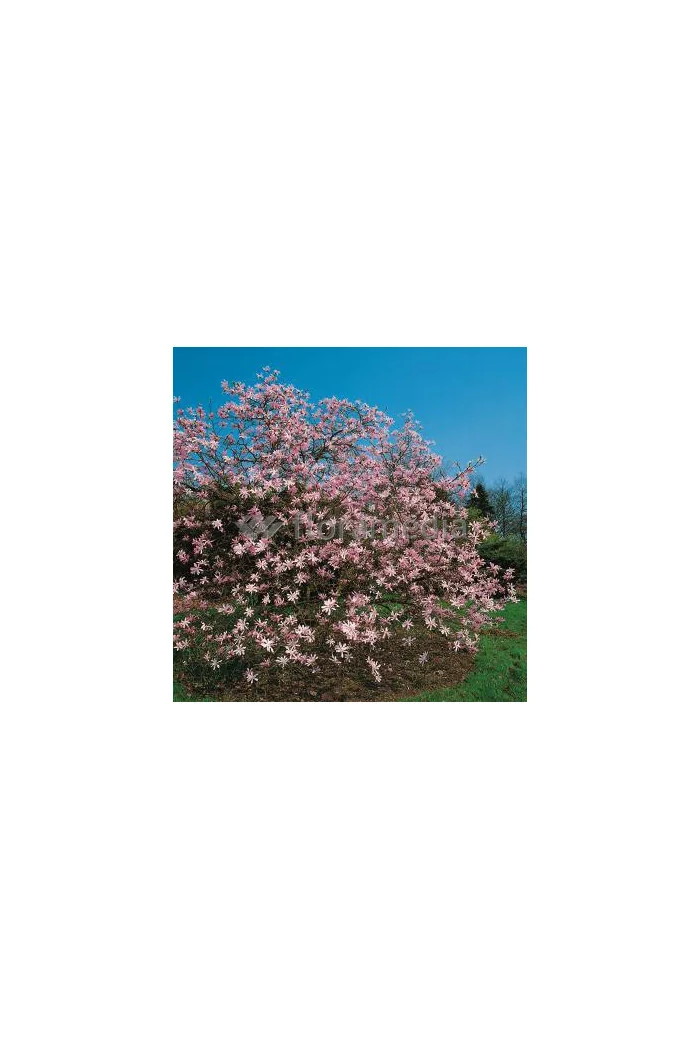 Magnolia Loebnera Leonard Messel Magnolia x loebneri - sadzonki magnolii