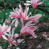 Magnolia Loebnera Leonard Messel Magnolia x loebneri - sadzonki magnolii