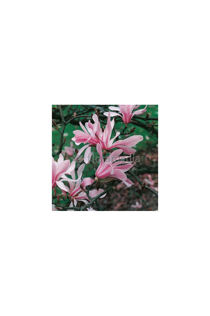 Magnolia Loebnera Leonard Messel Magnolia x loebneri - sadzonki magnolii
