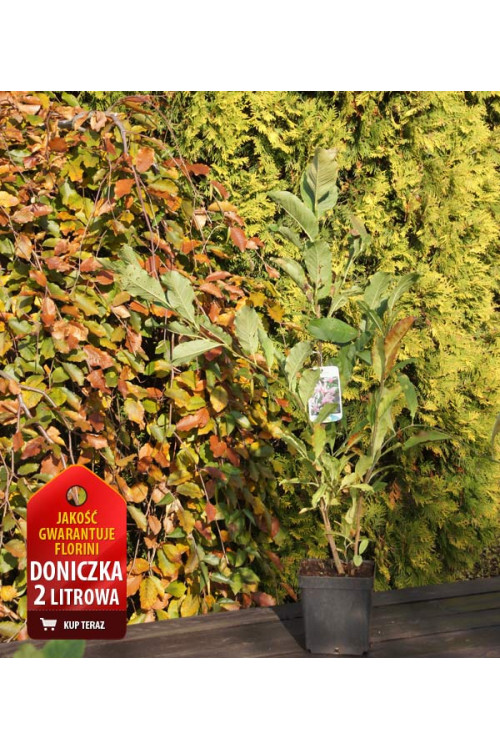 Magnolia Loebnera Leonard Messel Magnolia x loebneri - sadzonki magnolii