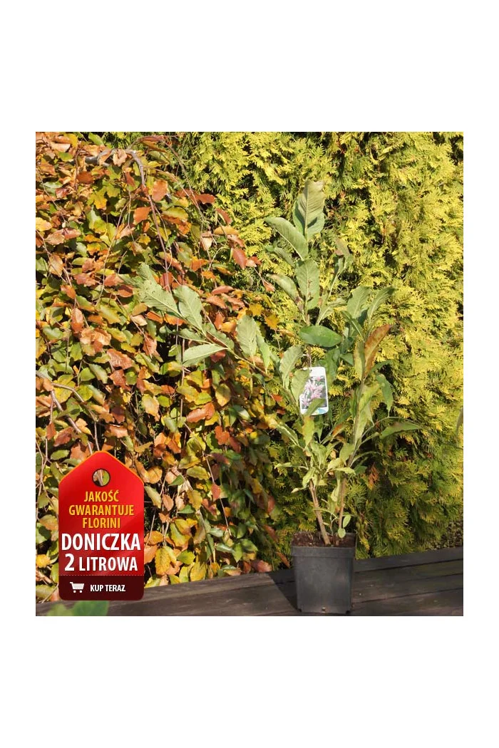 Magnolia Loebnera Leonard Messel Magnolia x loebneri - sadzonki magnolii