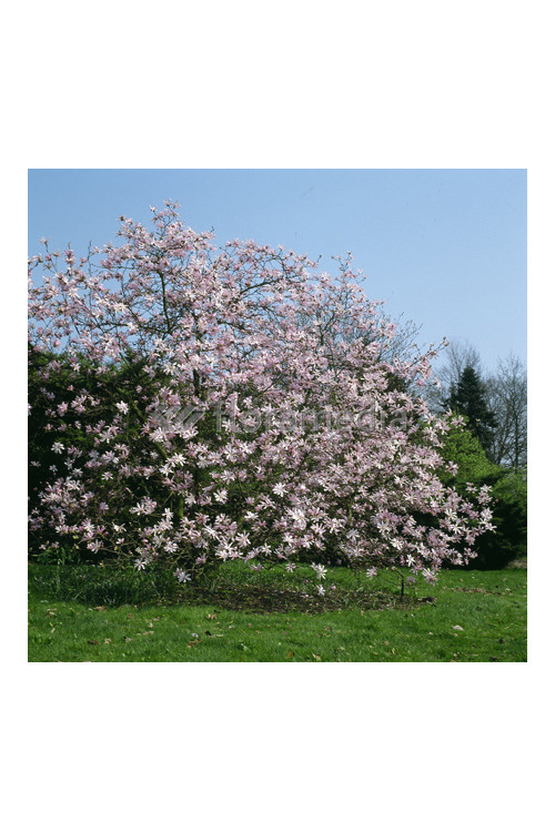 Magnolia Loebnera Leonard Messel Magnolia x loebneri - sadzonki magnolii