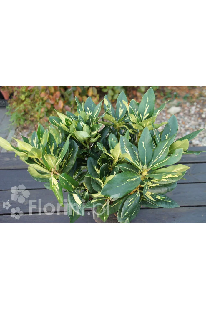 Różanecznik 'Goldfimmer' Rhododendron