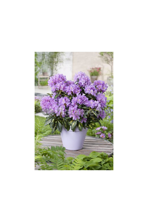 Różanecznik 'Goldfimmer' Rhododendron