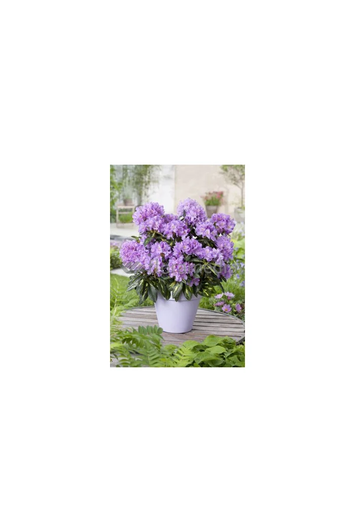 Różanecznik 'Goldfimmer' Rhododendron