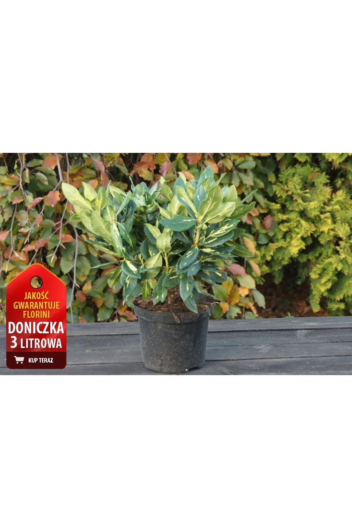 Różanecznik 'Goldfimmer' Rhododendron