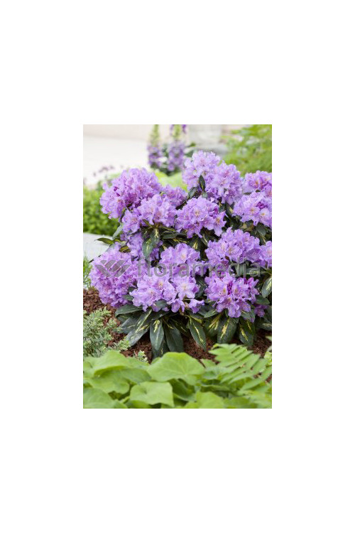 Różanecznik 'Goldfimmer' Rhododendron