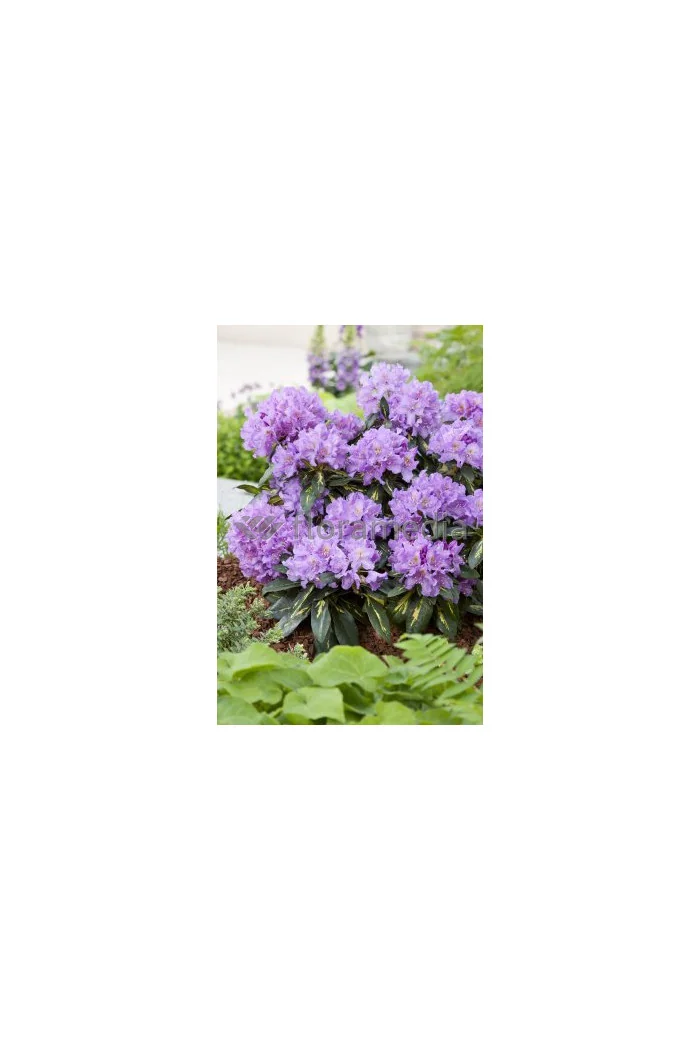 Różanecznik 'Goldfimmer' Rhododendron