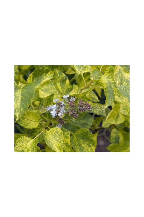 Lilak pospolity (bez) 'Aucubifolia' Syringa vulgaris