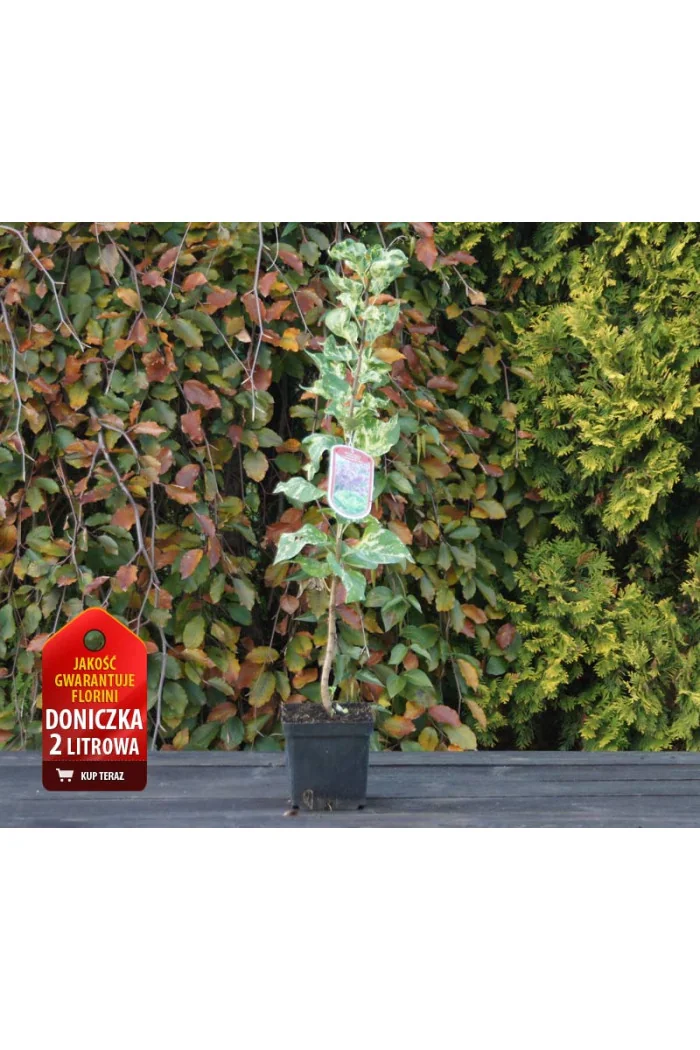 Lilak pospolity (bez) 'Aucubifolia' Syringa vulgaris