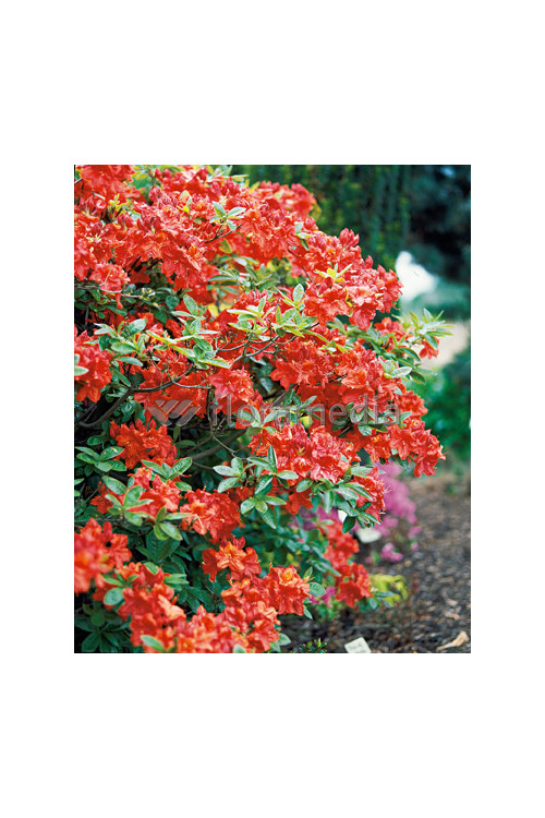 Azalia wielkokwiatowa 'Feuerwerk' Rhododendron
