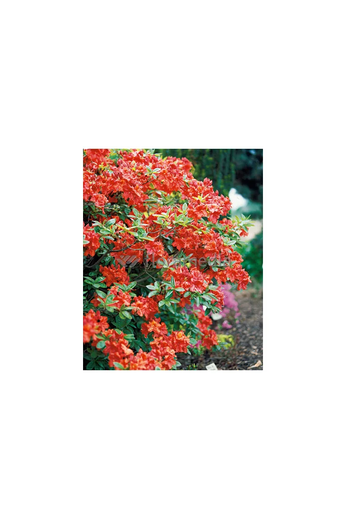 Azalia wielkokwiatowa 'Feuerwerk' Rhododendron