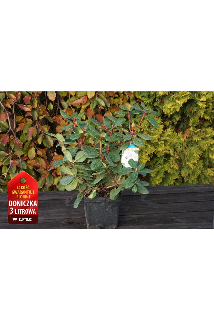 Różanecznik 'Scarlet Wonder' | Rhododendron
