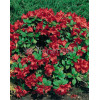 Różanecznik 'Scarlet Wonder' | Rhododendron