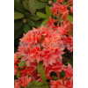 Azalia wielkokwiatowa 'IL Tasso' Rhododendron
