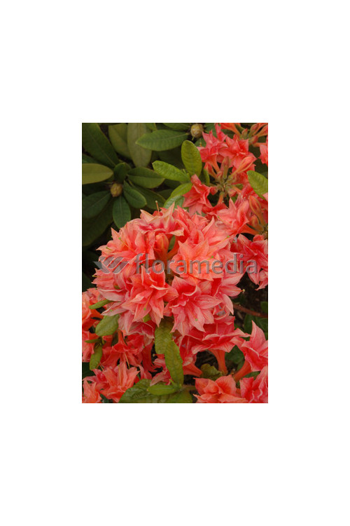 Azalia wielkokwiatowa 'IL Tasso' Rhododendron