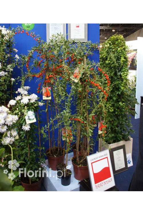 Kolcowój 'New Big' - Jagody Goji Lycium barbarum