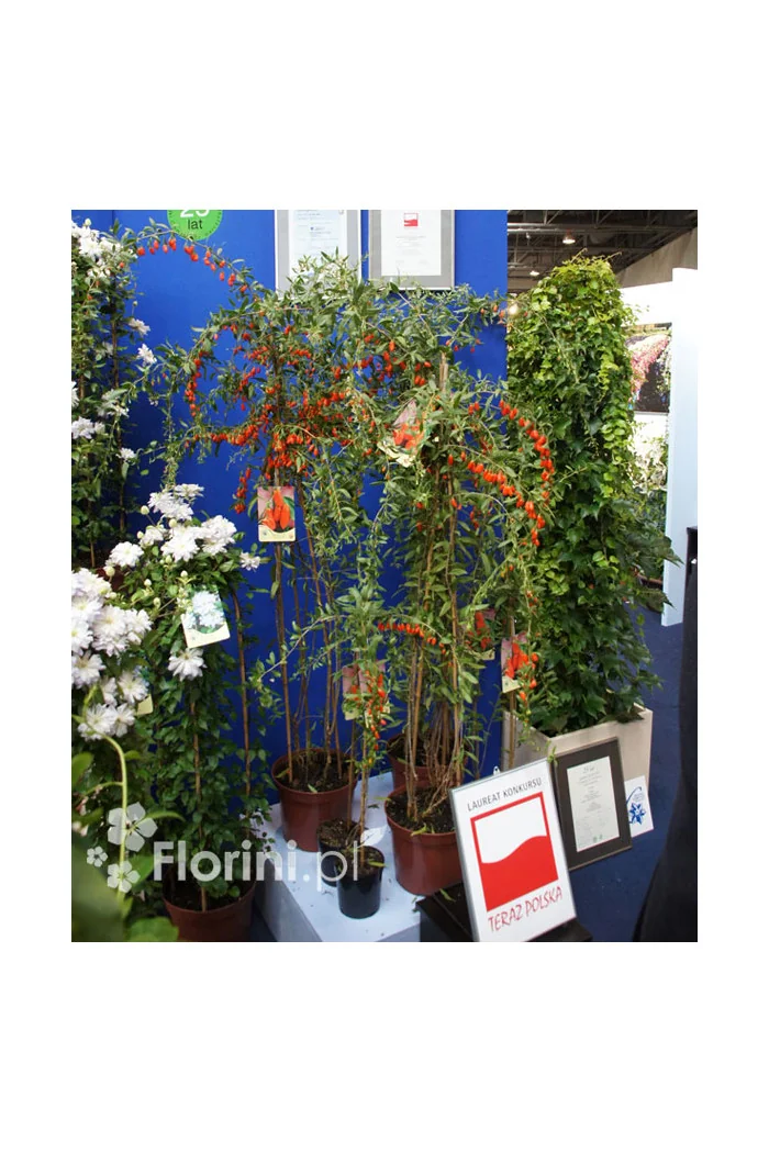 Kolcowój 'New Big' - Jagody Goji Lycium barbarum