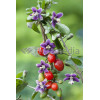 Kolcowój 'New Big' - Jagody Goji Lycium barbarum
