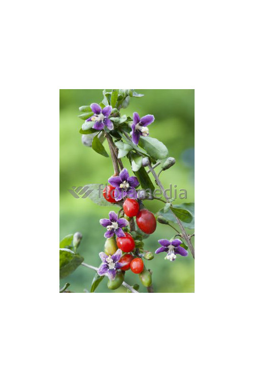 Kolcowój 'New Big' - Jagody Goji Lycium barbarum