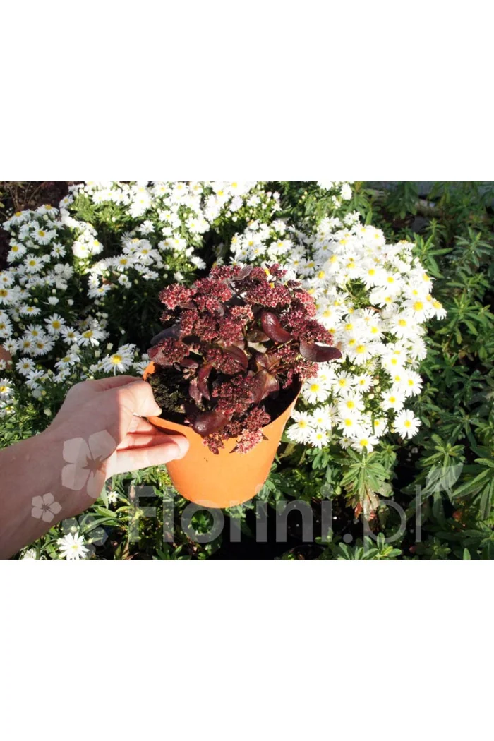 Rozchodnik karpacki 'Touchdown Teak' |Sedum telephium