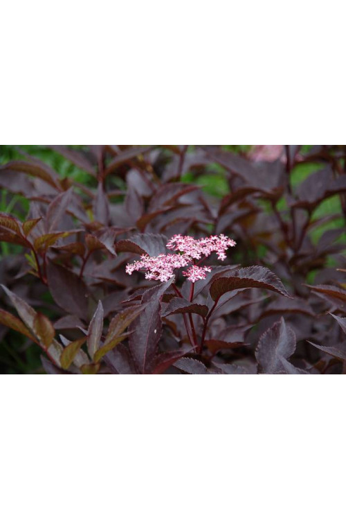 Bez czarny 'Black Beauty' (Gerda) | Sambucus nigra