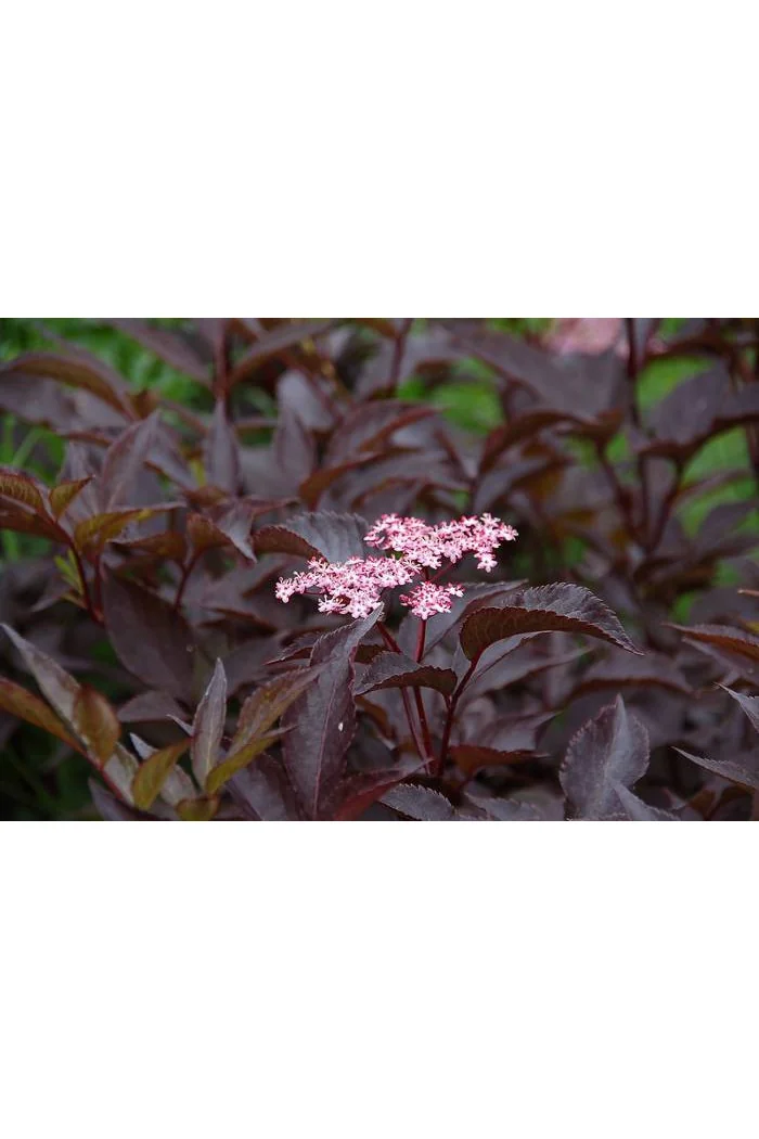 Bez czarny 'Black Beauty' (Gerda) | Sambucus nigra